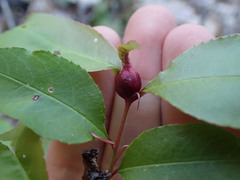 Contarinia cerasiserotinae