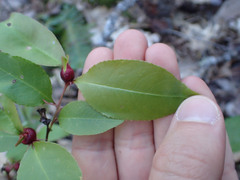 Contarinia cerasiserotinae