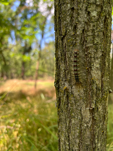 Spongy Moth