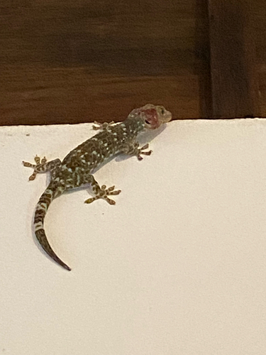 Tokay Gecko