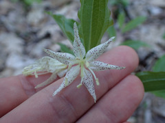 Prosartes maculata