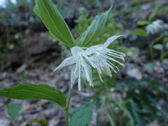 Prosartes maculata