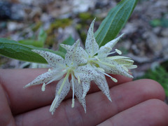 Prosartes maculata
