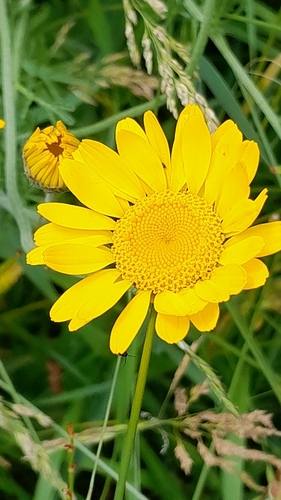 Golden marguerite
