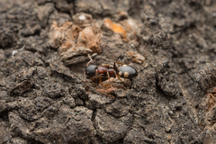 Dolichoderus sibiricus