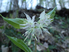 Prosartes maculata