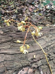 Erythrorchis altissima