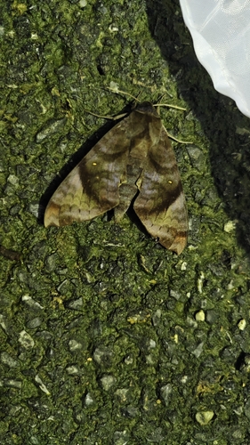 Acosmeryx pseudonaga