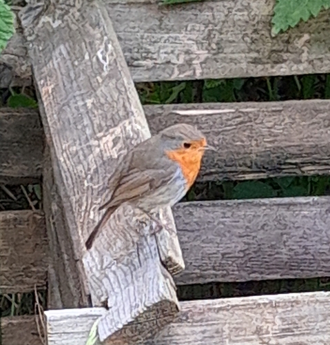 European Robin