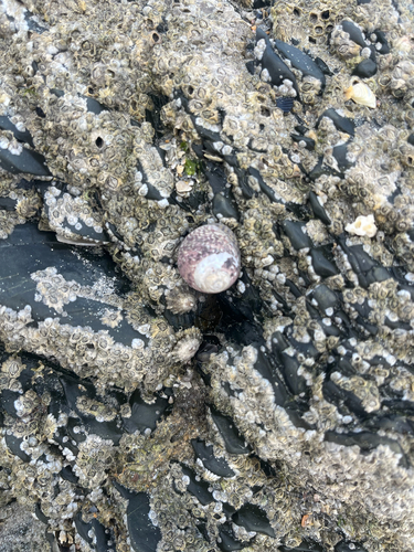Lined Top Shell