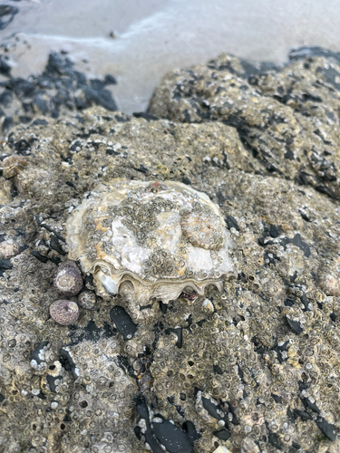 Pacific Oyster