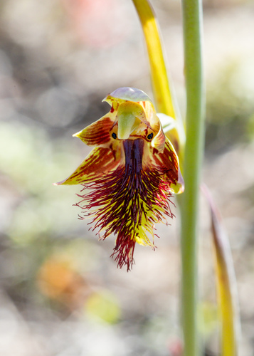 Copper Beard-orchid
