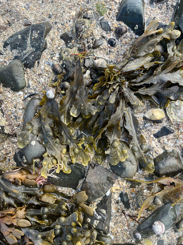 bladder wrack