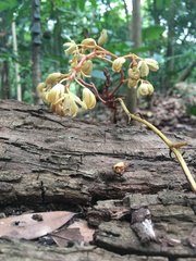 Erythrorchis altissima