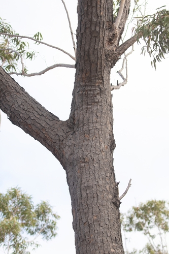 Eucalyptus cloeziana observed 2026-06-09