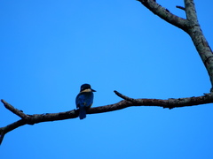 Todiramphus sanctus sanctus