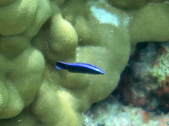 Cleaner Wrasse photo 2
