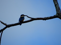 Todiramphus sanctus sanctus