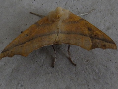 Lepidoptera