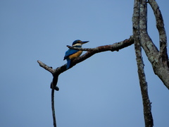 Todiramphus sanctus sanctus