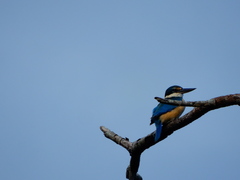 Todiramphus sanctus sanctus