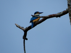 Todiramphus sanctus sanctus