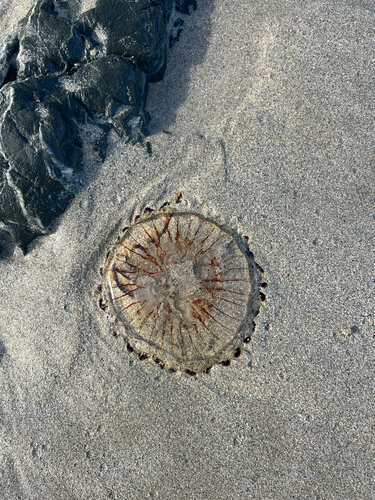 Compass Jelly