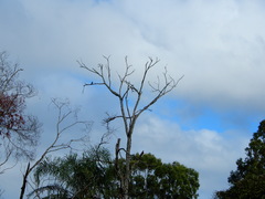 Todiramphus sanctus sanctus