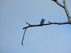 Todiramphus sanctus sanctus