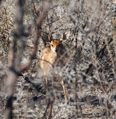 Raphicerus campestris steinhardti