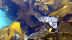 Haploblepharus pictus