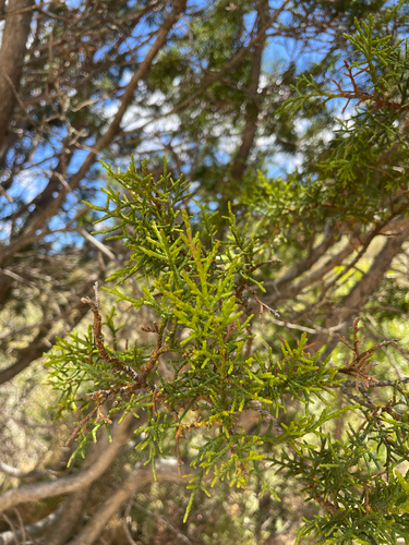 Widdringtonia cedarbergensis, photograph 2