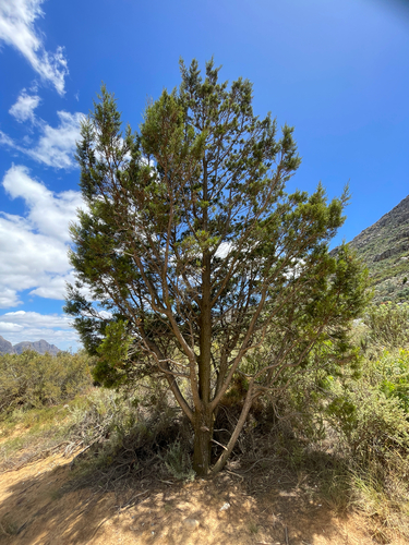Widdringtonia cedarbergensis