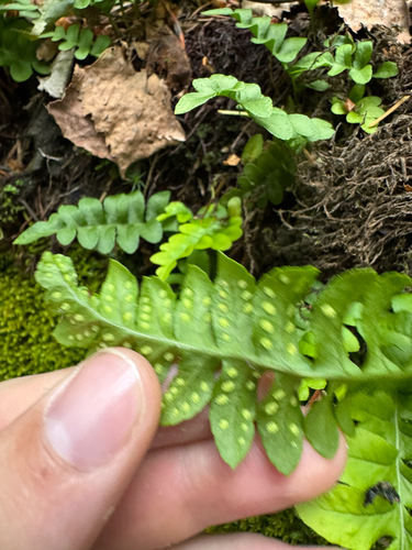 Polypodium hesperium, photograph 5