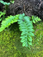 Polypodium hesperium, photograph (c) Caleb Catto, some rights reserved (CC BY)