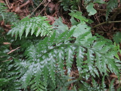 Asplenium lamprophyllum