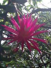 Selenicereus anthonyanus