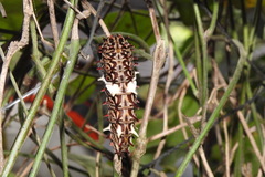 Byasa polyeuctes termessus