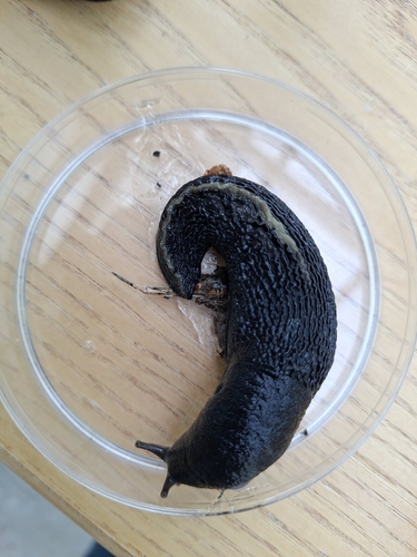 Ash-black Slug