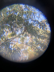 Platycercus elegans flaveolus