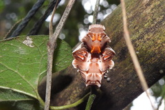 Byasa polyeuctes termessus