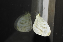 Leptosia nina niobe