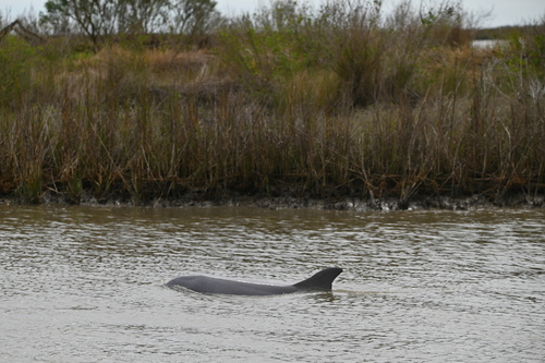 Common Bottlenose Dolphin photographed in Louisiana