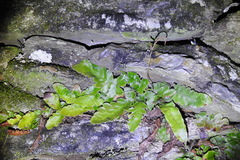 Tectaria zeilanica
