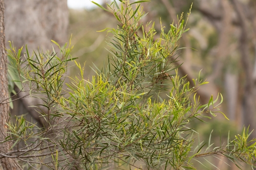 Acacia simsii observed 2026-06-09
