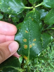 Puccinia coprosmae