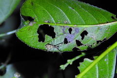 Epidaus sexspinus