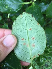 Puccinia coprosmae
