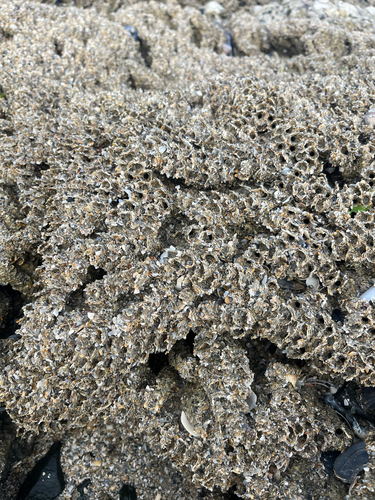 Honeycomb Worm