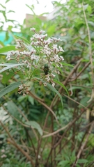 Aloysia citrodora